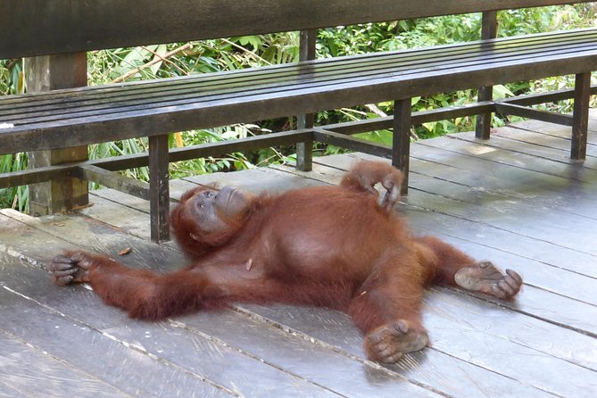 Semenggoh Wildlife Centre Tour: Discover Sarawak’s Orangutans - What the driver and guide add