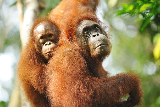Semenggoh Wildlife Centre Tour: Discover Sarawak’s Orangutans - A realistic three-hour schedule