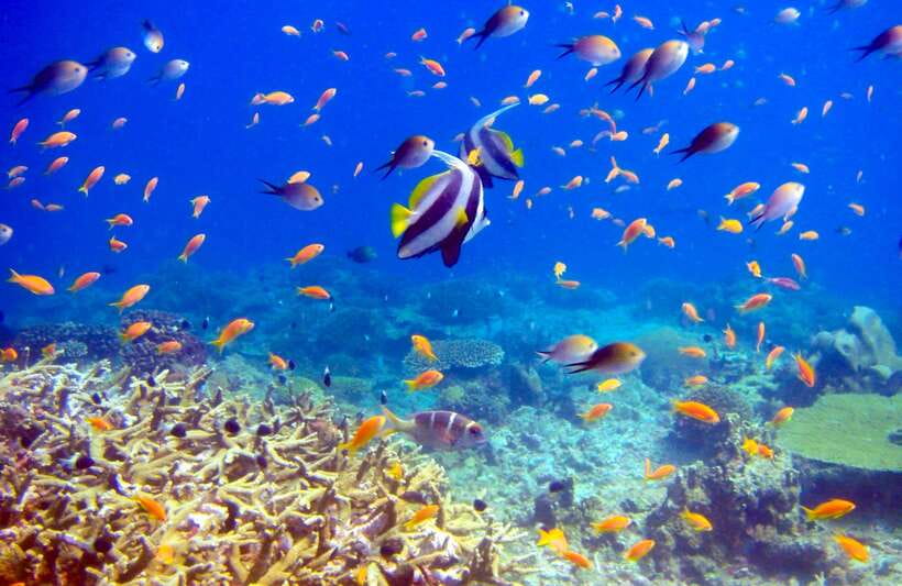 Semporna: Bohey 3 Islands Hike, Snorkel/Dive Tour with Lunch - What the seven-hour schedule really feels like