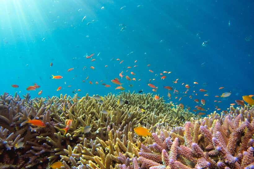 Semporna: Explore 3 Islands Tour Snorkel or Dive & Lunch - What the price really covers