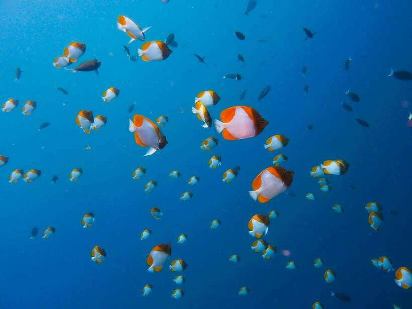 Semporna: Mabul and Kapalai Trip in Snorkel or Dive & Lunch - Lunch is useful, but keep expectations modest
