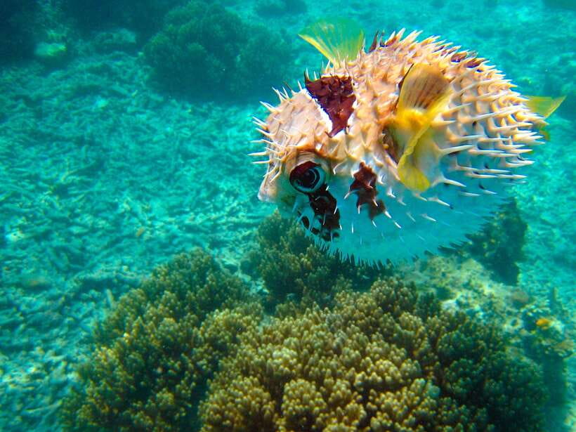 Semporna: Mabul and Kapalai Trip in Snorkel or Dive & Lunch - The first Mabul water stop is shallow and beginner-friendly