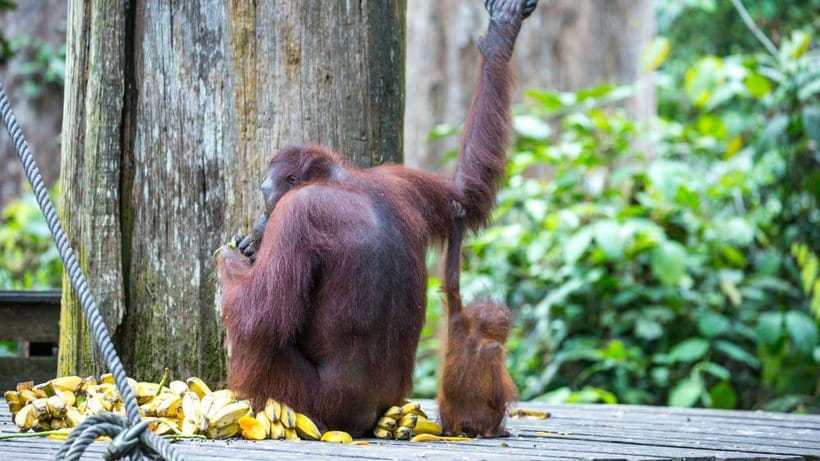 Sepilok Orangutan & Sun Bear Half-Day Tour | Sandakan - Key points to know before you book