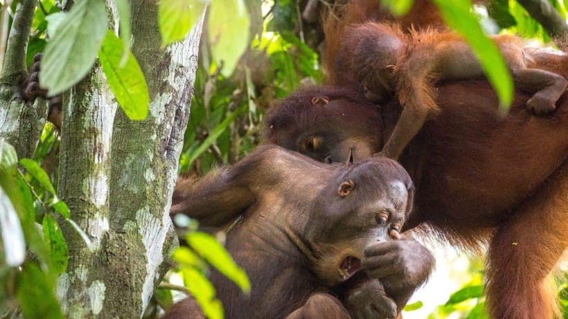 Sepilok Orangutan & Sun Bear Half-Day Tour | Sandakan - Why this six-hour wildlife outing works