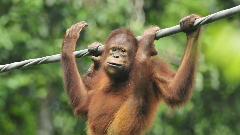 Sepilok Orangutan & Sun Bear Half-Day Tour | Sandakan - Walking to the Bornean Sun Bear Conservation Centre