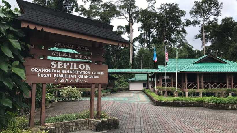 Sepilok Orangutan & Sun Bear Half-Day Tour | Sandakan - Timing, walking, and what to pack