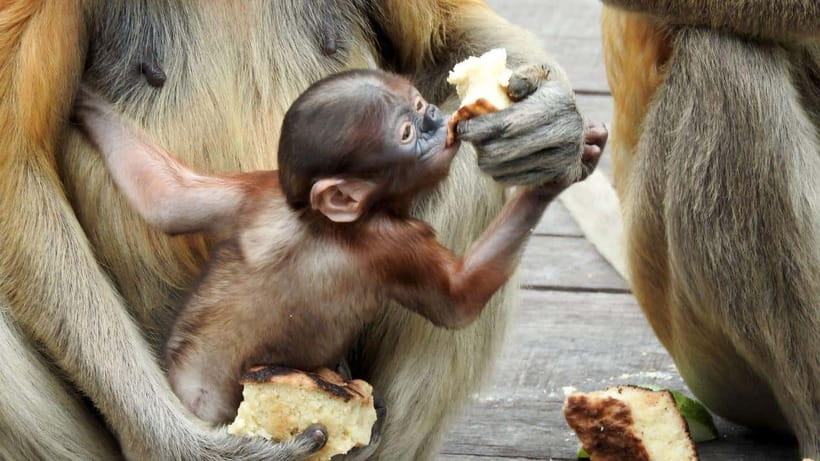 Sepilok Orangutan & Sun Bear Half-Day Tour | Sandakan - Who should book this Sepilok tour?