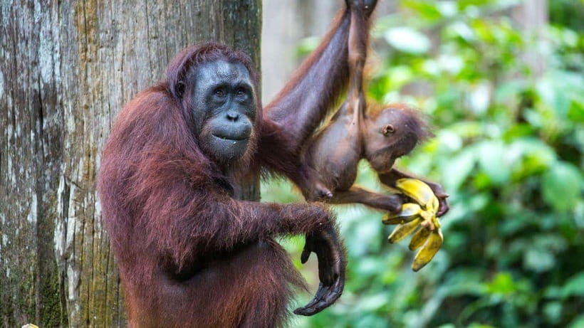 Sepilok Orangutan & Sun Bear Half-Day Tour | Sandakan - From Sandakan to Sepilok by hotel pickup