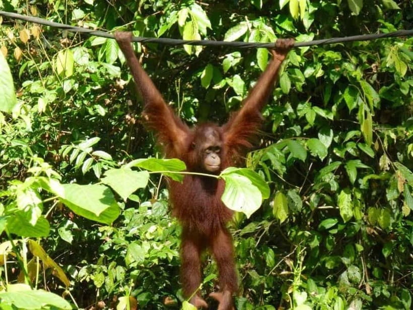 Sepilok OrangUtan, Sun Bear & Labuk Bay Full Day Trip - Why This Day Works Near Sandakan