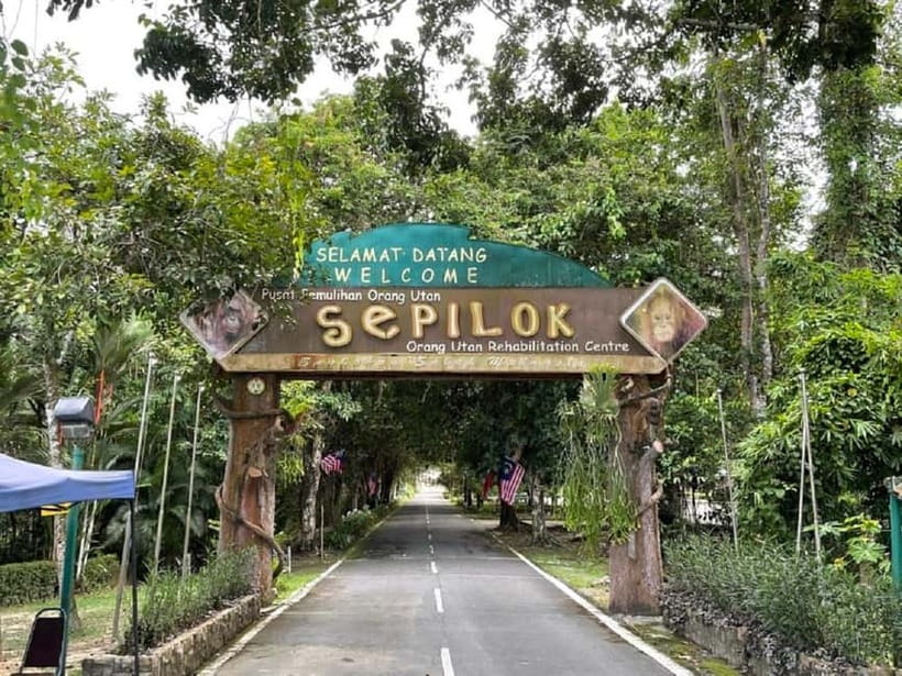 Sepilok OrangUtan, Sun Bear & Labuk Bay Full Day Trip - The 10:00 AM Feeding at Sepilok