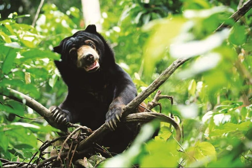 Sepilok OrangUtan, Sun Bear & Labuk Bay Full Day Trip - Should You Book It?