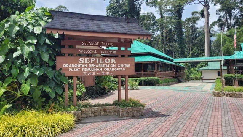 Sepilok OrangUtan, Sun Bear & Labuk Bay Full Day Trip - Learning About Bornean Sun Bears