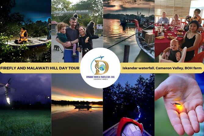 Shared Fireflies Tour with Blue Tears and Seafood Dinner - Fireflies along the mangrove river