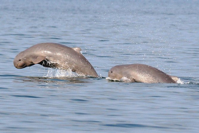 Shared Mangrove & Irrawaddy Dolphin Watching Cruise - Starting at Kampung Santubong