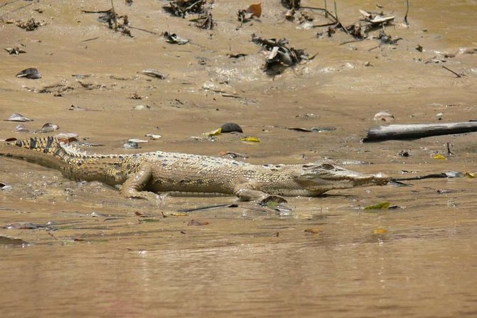 Shared Mangrove & Irrawaddy Dolphin Watching Cruise - Practical Details That Matter