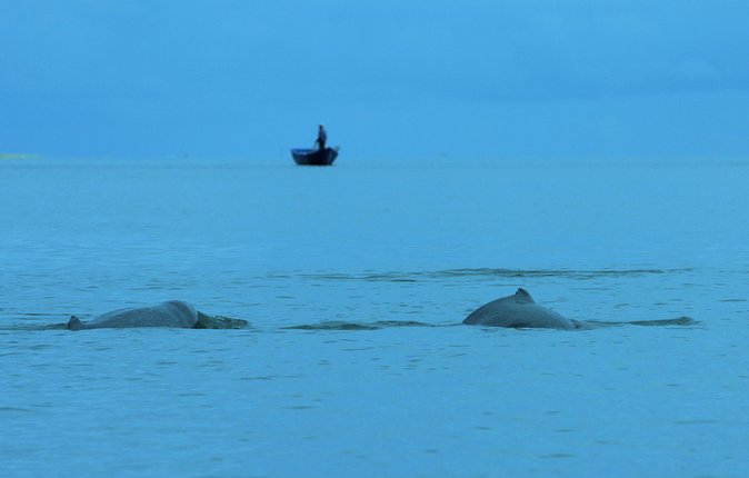 Shared Mangrove & Irrawaddy Dolphin Watching Cruise - Two Hours Among Mangroves and Wildlife
