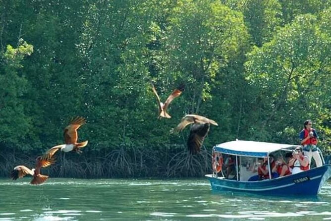 Sharing Half Day Kilim Geoforest Park Mangrove Boat Tour - Eagles and the famous feeding stop