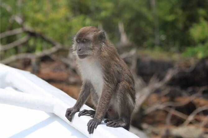 Sharing Half Day Mangrove Boat Tour With Lunch in Langkawi - Bat Cave needs a little preparation