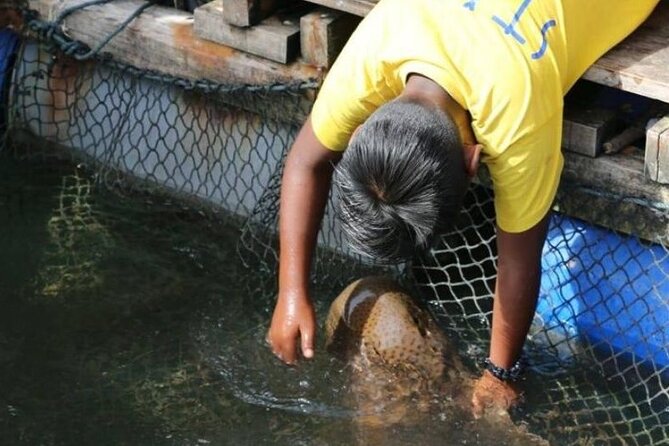 Sharing Half Day Mangrove Boat Tour With Lunch in Langkawi - Lunch at the fish farm and floating restaurant