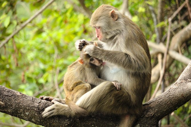Silver Leaf Monkeys and Firefly Tour with Boat Ride and Seafood Dinner - Timing, comfort, and what to bring