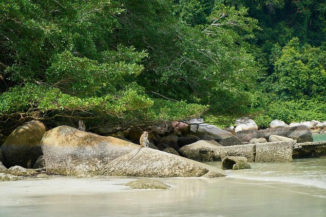Silver Leaf Monkeys and Firefly Tour with Boat Ride and Seafood Dinner - Who will get the most from this tour?
