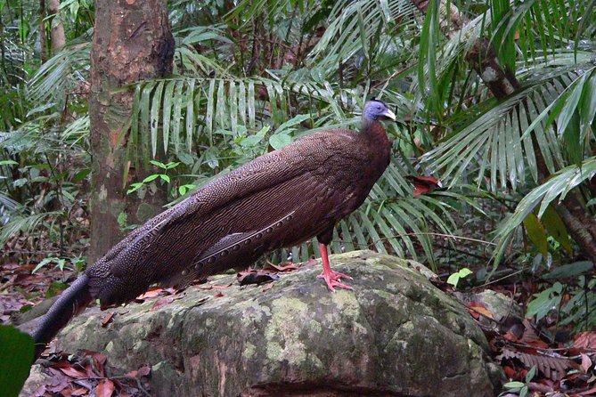 Taman Negara Day Tour with Canopy Walk - The 500-meter canopy walkway