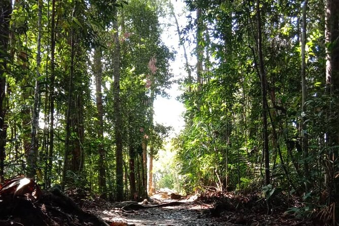 Taman Negara National Park Day Tour (SIC - Join In Tour) - What this Taman Negara day trip really involves