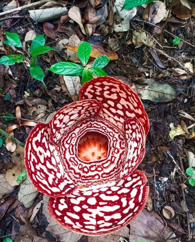 Tambunan: Rafflesia Flower Trekking with Rustic Lunch - Why the Rafflesia is worth a day from Kota Kinabalu