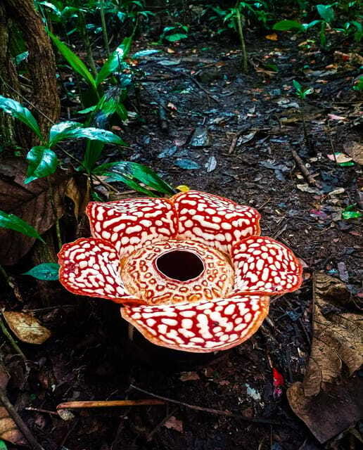Tambunan: Rafflesia Flower Trekking with Rustic Lunch - Tambunan’s one-hour hike