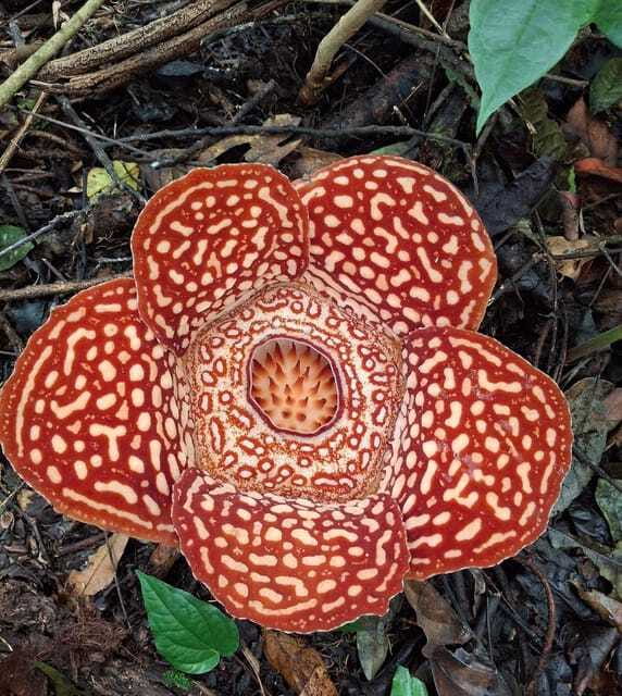 Tambunan: Rafflesia Flower Trekking with Rustic Lunch - What $106 buys you
