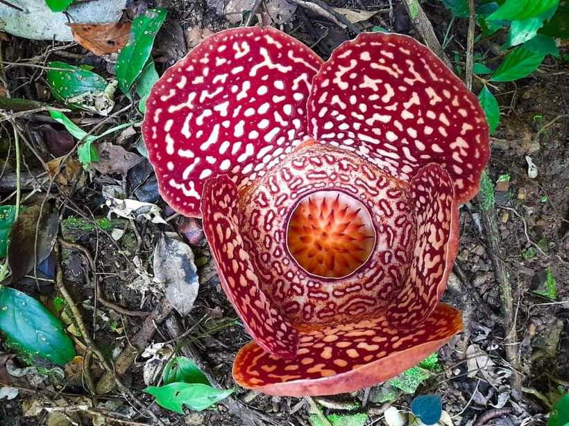 Tambunan: Rafflesia Flower Trekking with Rustic Lunch - Weather, clothing, and practical limits