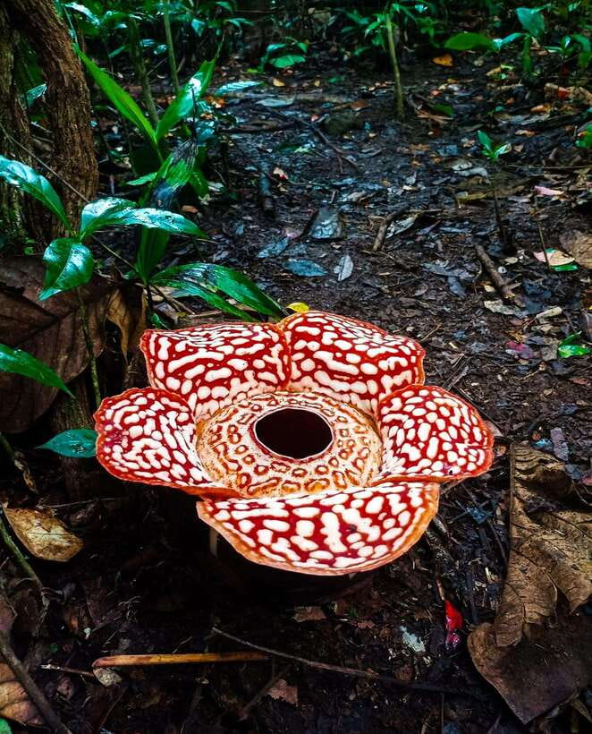 Tambunan: Rafflesia Flower Trekking with Rustic Lunch - Leaving Kota Kinabalu for Penampang