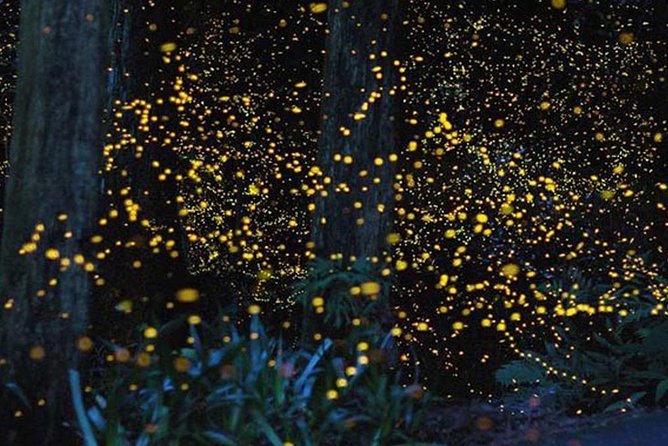 Twinkling Kuala Selangor Firefly Boat Tour from Kuala Lumpur - A brief look at Sri Shakti Temple