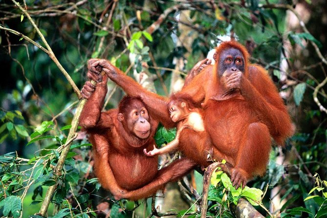 Wildlife & Wonders: Orang Utan Island + Perak Cave Temple Tour - Why this Kuala Lumpur day trip takes so long