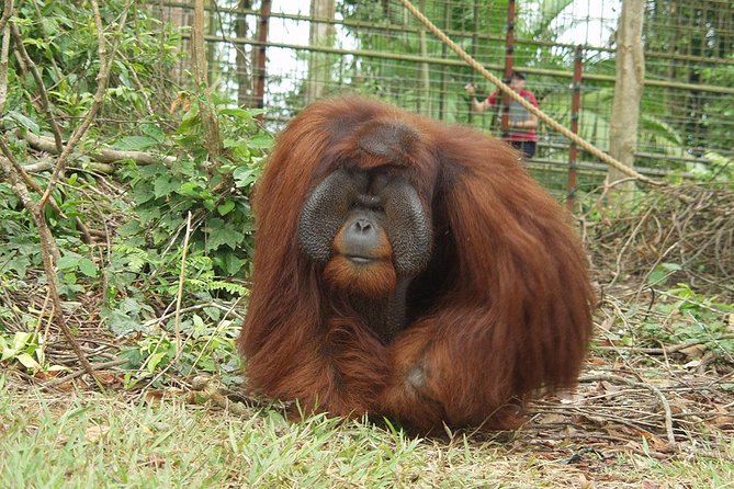 Wildlife & Wonders: Orang Utan Island + Perak Cave Temple Tour - What makes the island worthwhile