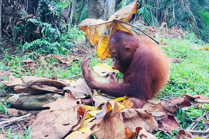 Wildlife & Wonders: Orang Utan Island + Perak Cave Temple Tour - The road through Perak and Ipoh